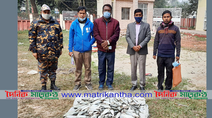 গোয়ালন্দে টাস্কফোর্সের অভিযানে ১শ কেজি জাটকা ইলিশ জব্দ॥৩জন বিক্রেতার জরিমানা